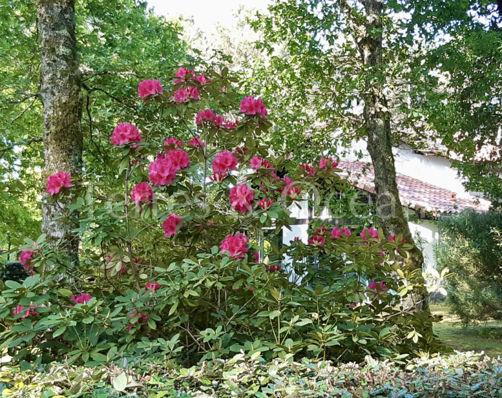 Architect’s House with 5000 m2 Wooded Park – Soustons Sud